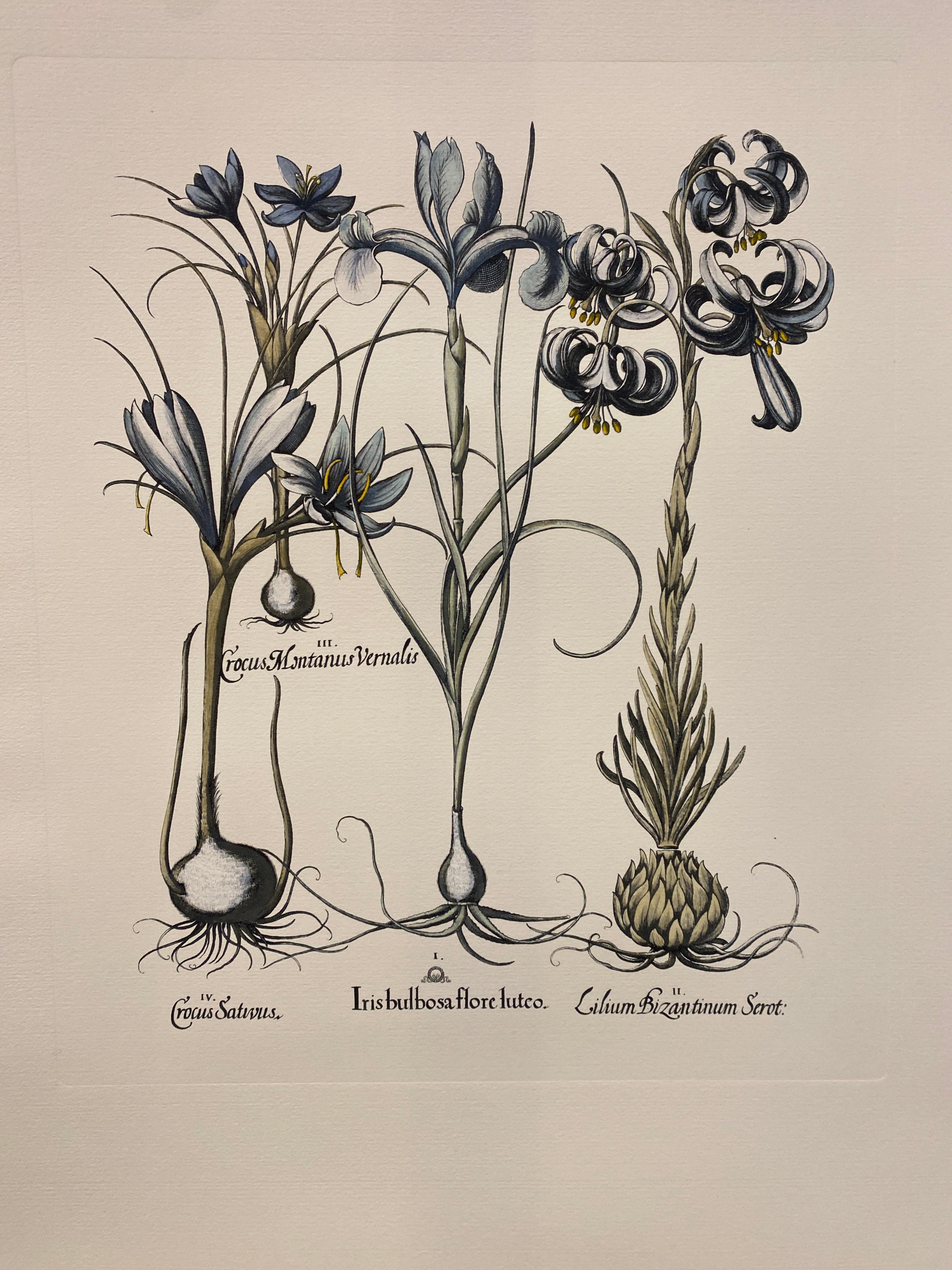 Print from the Collection Botanique Bulbacee representing Tulipa and Lilium, enriched with blue colors and nuances of watercolor.

Another different Bulbacee flowers prints are available to create a colourful composition.The collection i composed