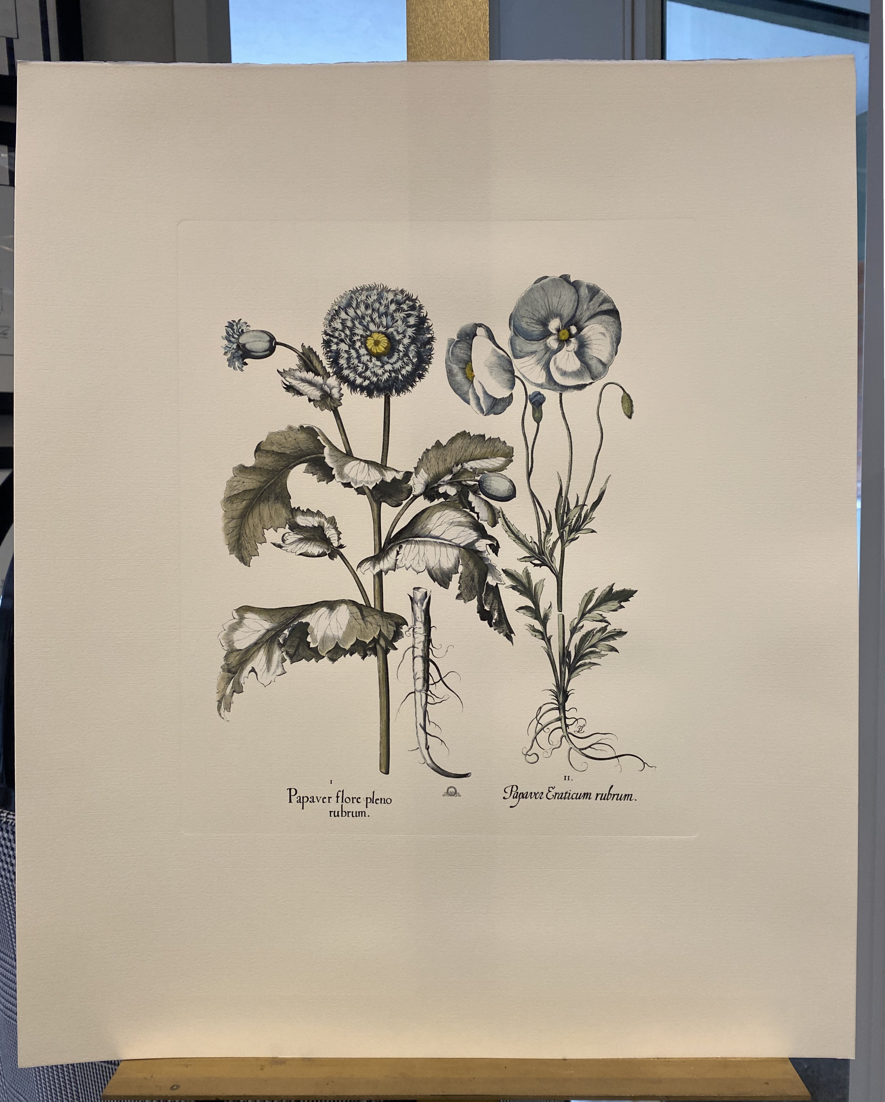 Print from the Collection Botanique Bulbacee representing Tulipa and Narcissus, enriched with blue colors and nuances of watercolor.

Another different Bulbacee flowers prints are available to create a colourful composition.The collection i composed