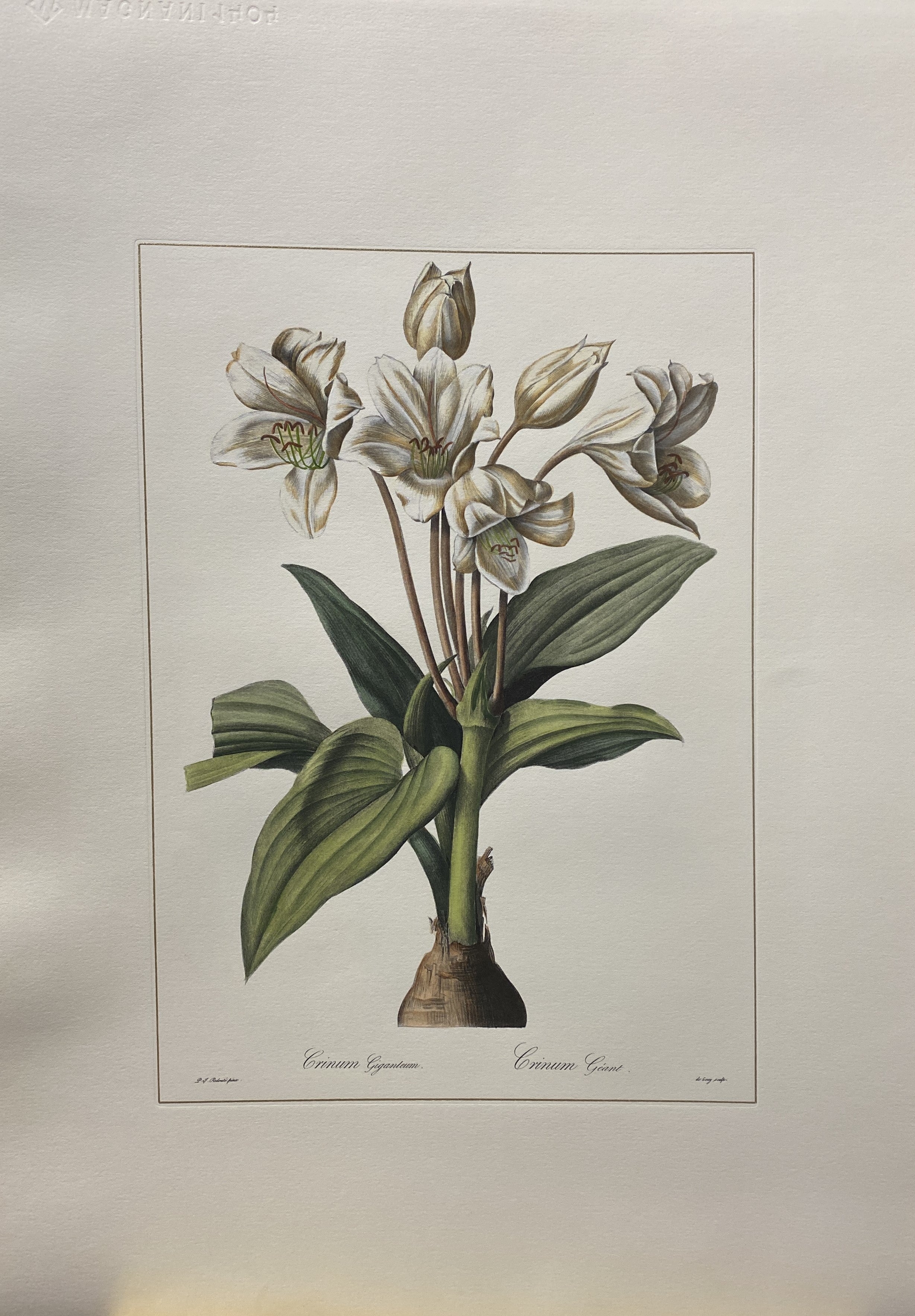 Print from the Collection Botanique representing Crinum Erubescens.

Another different Crinum prints are available to create a colourful composition. Crinum Gigantum.

All the prints are completely hand-coloured by our skilled craftsmen in Florence,