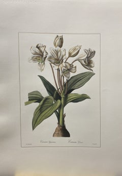 Italian Contemporary Hand Painted Botanical  "Crinum Erubescens"  1 of 2