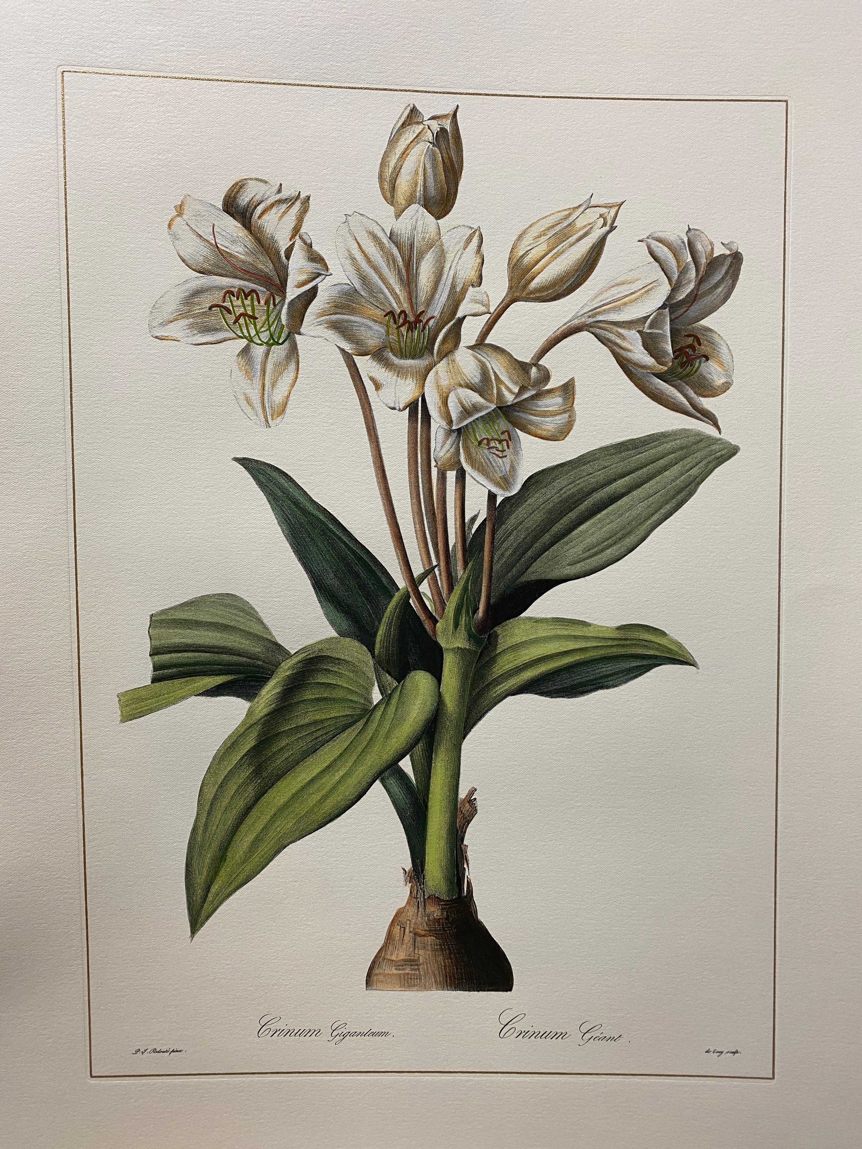 Print from the Collection Botanique representing Crinum Gigantum.
Another different Crinum prints are available to create a colourful composition. Crinum Erubescens.

All the prints are completely hand-coloured by our skilled craftsmen in Florence,