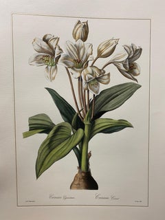 Italian Contemporary Hand Painted Botanical  "Crinum Gigantum"  2 of 2