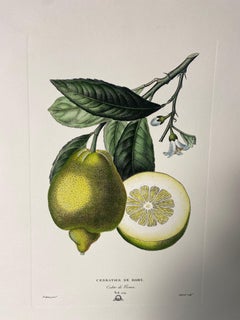 Italian Contemporary Hand Painted Botanical Green Yellow Print "Citrus" 1 of 2