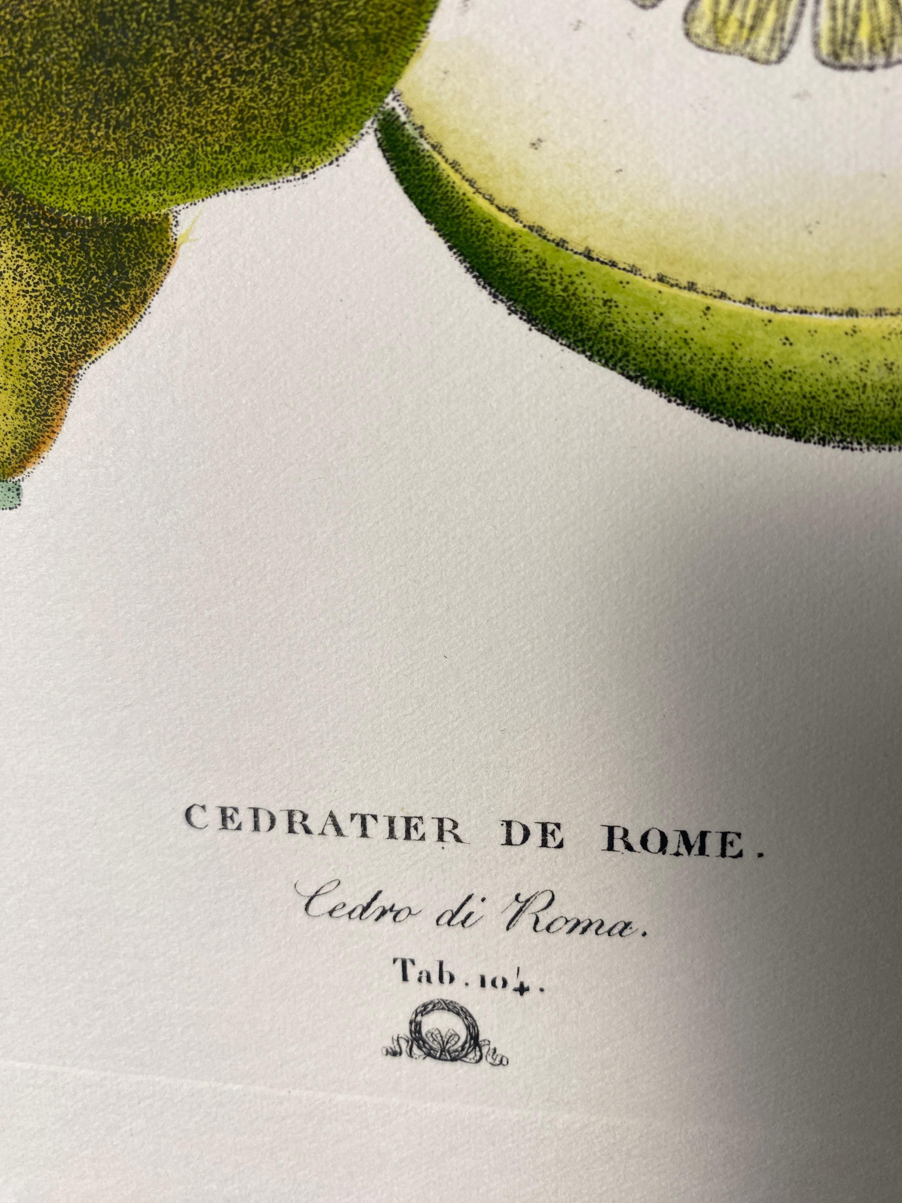 Hand-Painted Italian Contemporary Hand Painted Botanical Green Yellow Print 