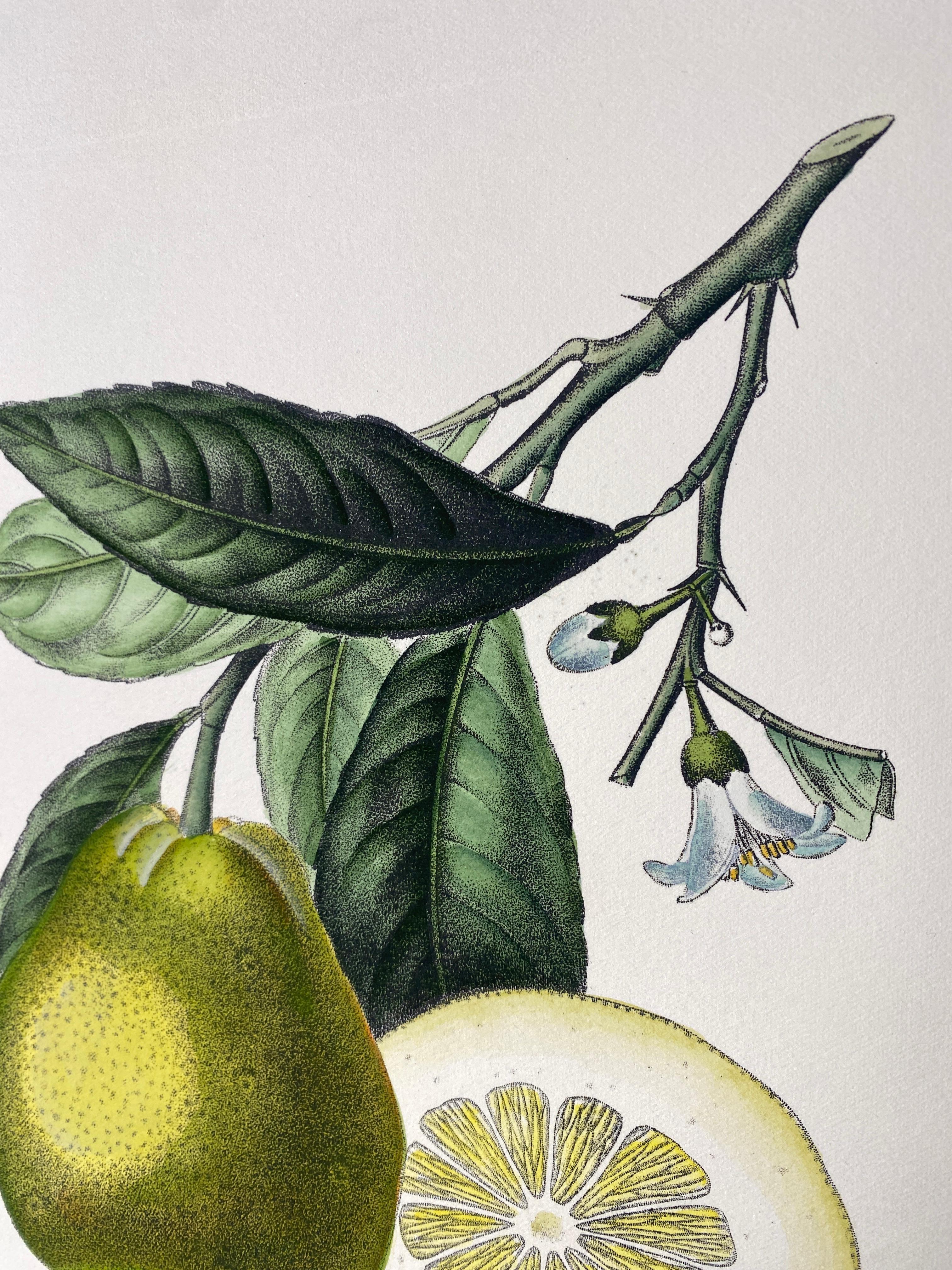 Paper Italian Contemporary Hand Painted Botanical Green Yellow Print 