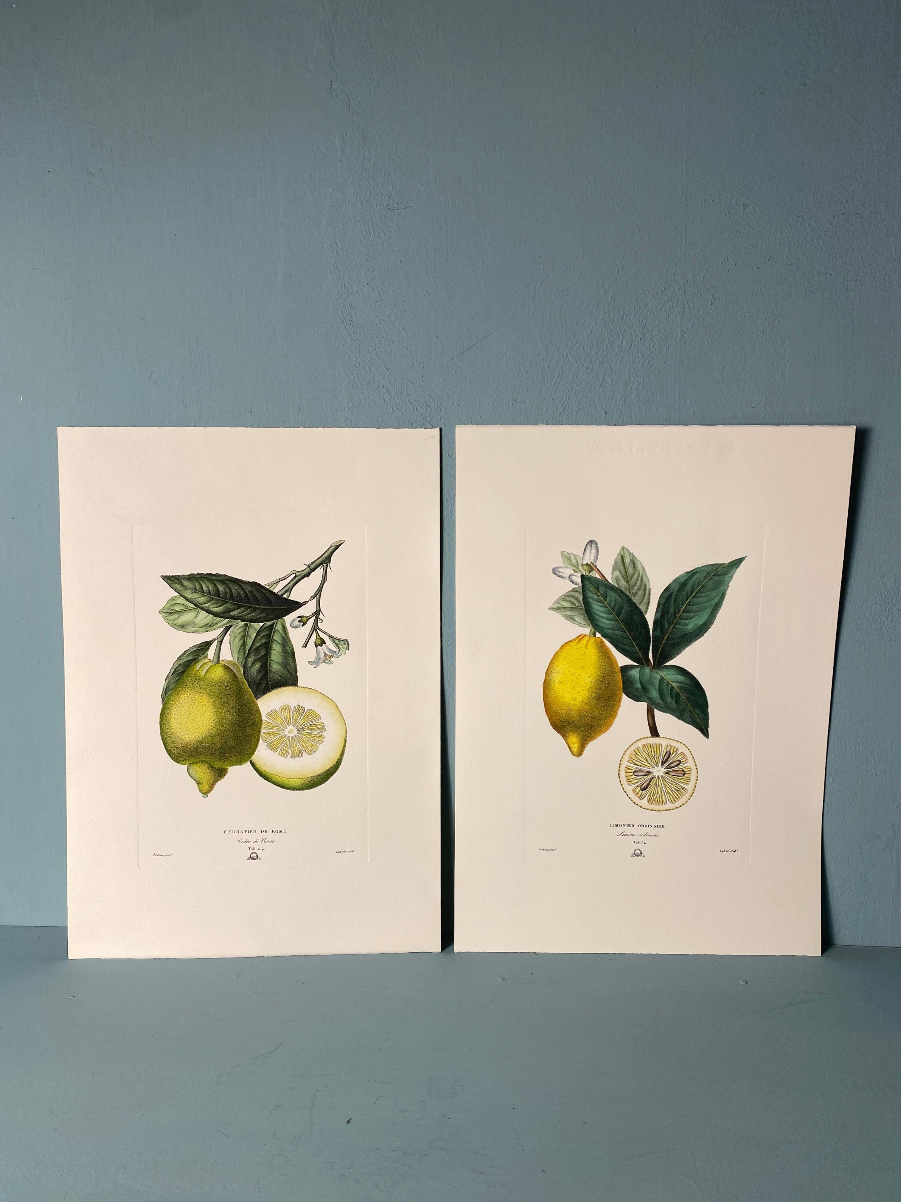 Italian Contemporary Hand Painted Botanical Green Yellow Print 