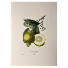 Italian Contemporary Hand Painted Botanical Green Yellow Print "Citrus" 1 of 2
