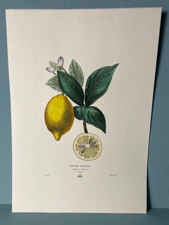 Italian Contemporary Hand Painted Botanical Green Yellow Print "Lemon" 2 of 2