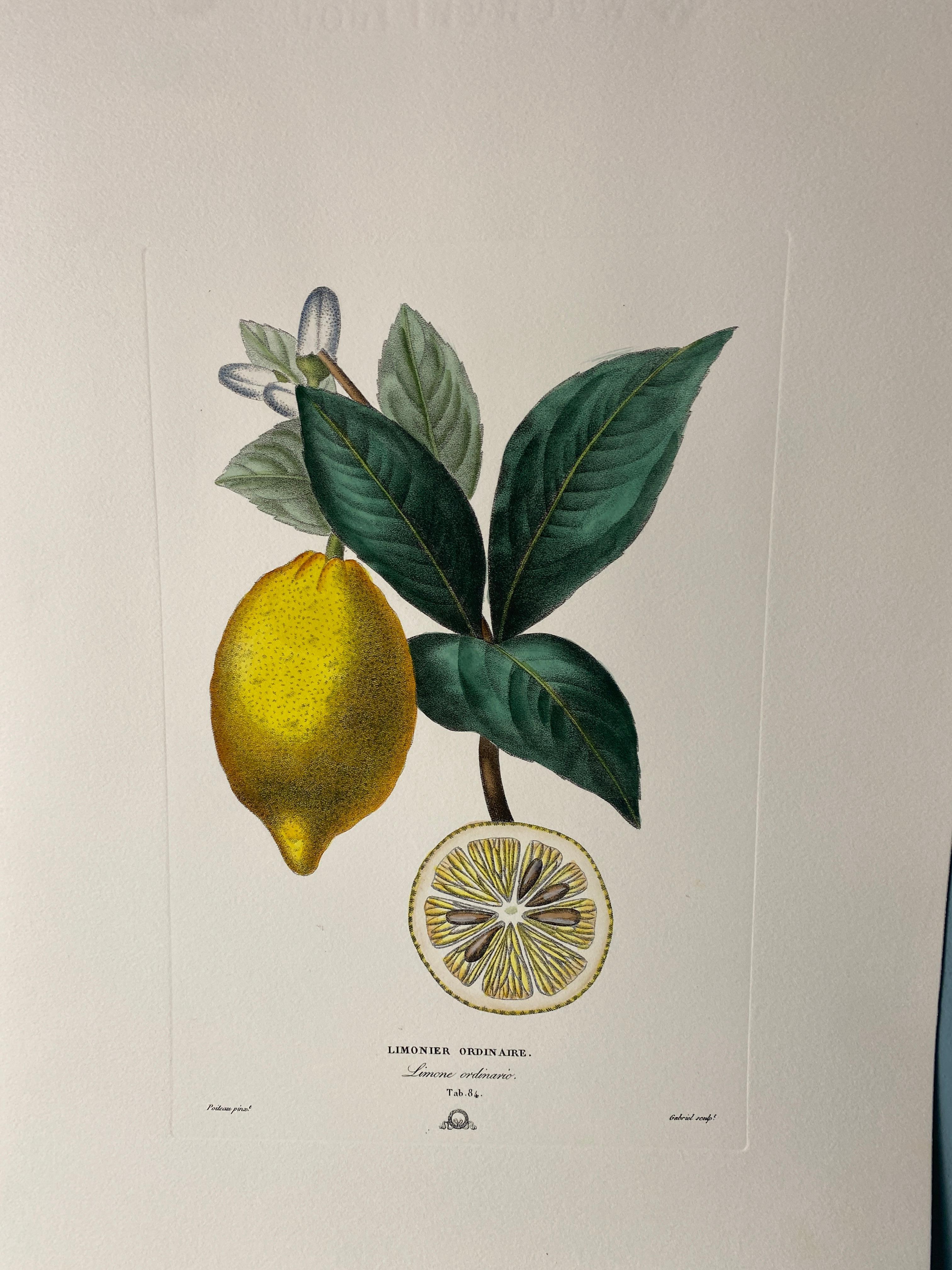 Estampa Contemporánea Italiana Pintada a Mano Botánico Verde Amarillo 