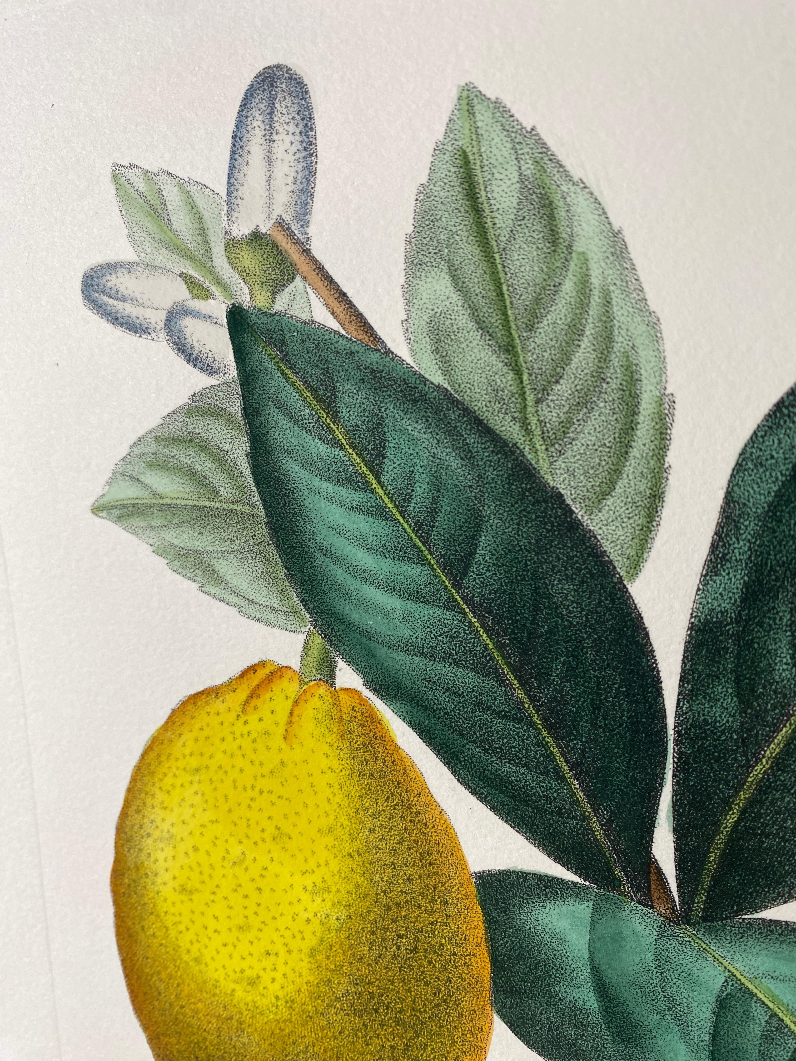 Estampa Contemporánea Italiana Pintada a Mano Botánico Verde Amarillo 