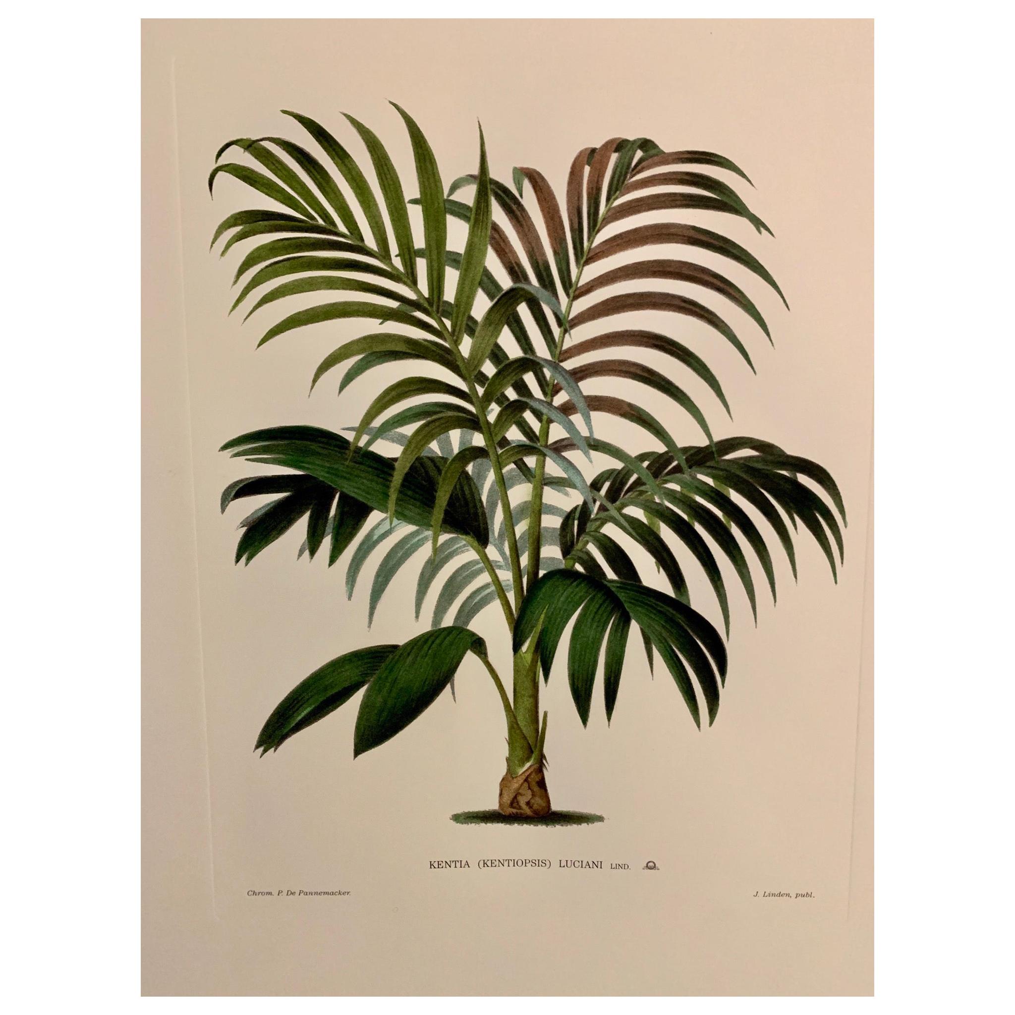 Italian Contemporary Hand Painted Botanical Print "Kentia Luciani" 1 of 6 For Sale