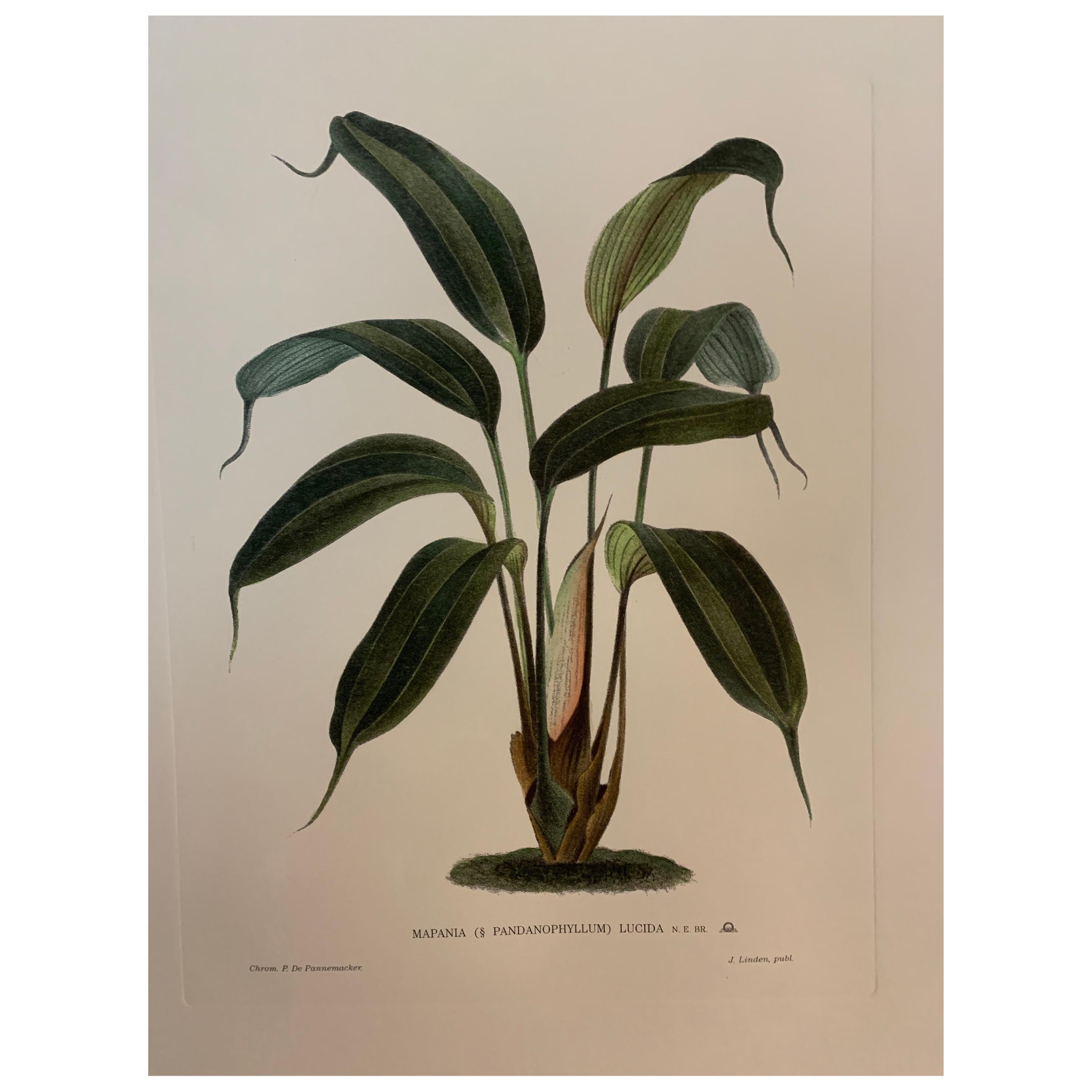 Italian Contemporary Hand Painted Botanical Print "Mapania Lucida" 2 of 6