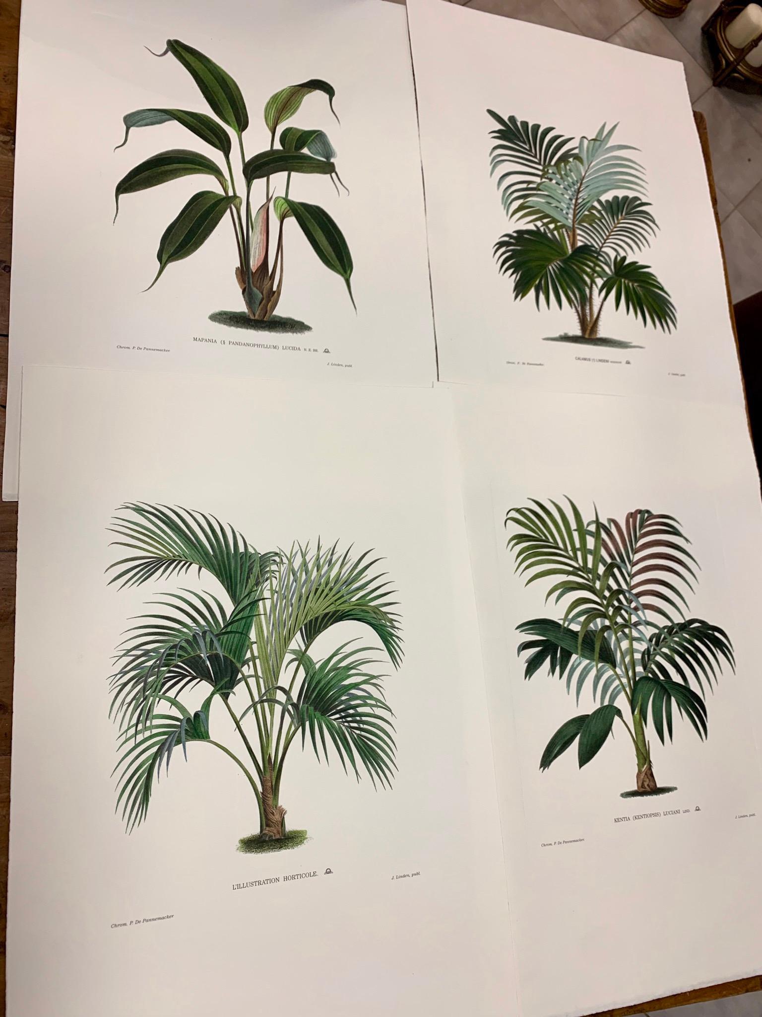 Paper Italian Contemporary HandPainted Botanical Print L'Illustration Horticole 3 of 6 For Sale