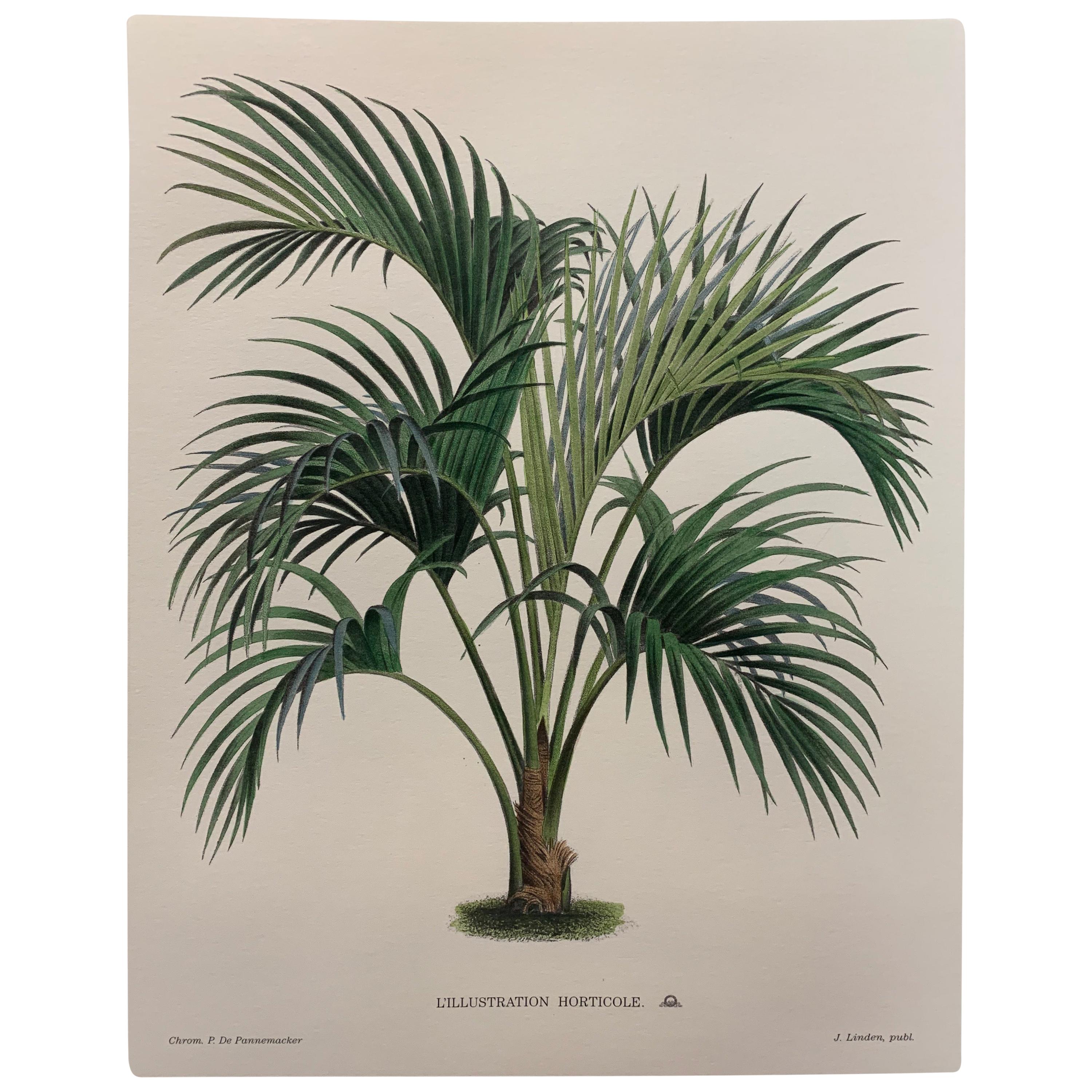 Italienische Contemporary HandPainted Botanical Print L'Illustration Horticole 3 von 6