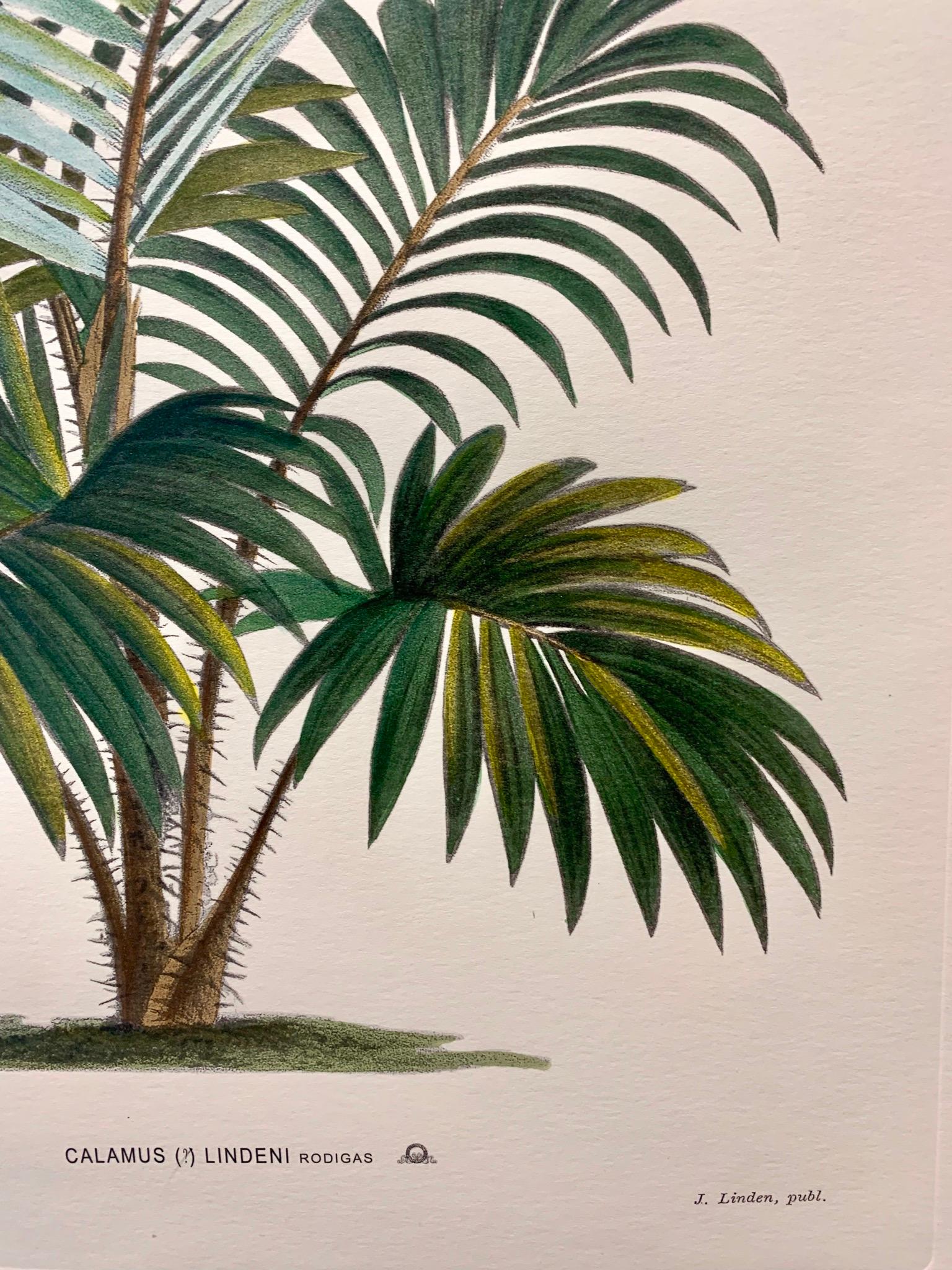 contemporary botanical prints