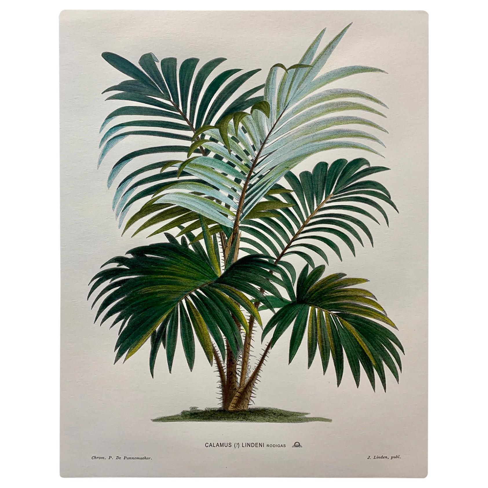 Italian Contemporary Hand Painted Botanical Print "Calamus Lindeni"4 of 6