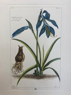 Estampa Botánica Italiana Contemporánea Pintada a Mano "Amarilis Formosissima"