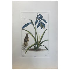 Italian Contemporary Hand Painted Botanical Print "Amaryllis Formosissima"