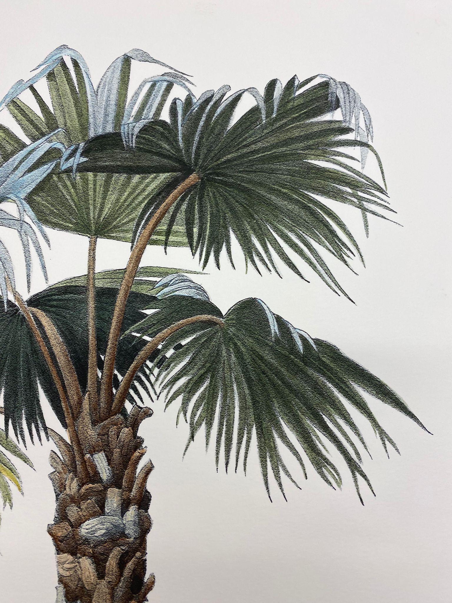 Eleganter handaquarellierter Druck, der Butia Capitata aus der Familie der Palmen darstellt.

Dieser Druck im botanischen Stil ist in 4 verschiedenen natürlichen Darstellungen erhältlich, um eine helle und fröhliche Komposition zu schaffen:
-
