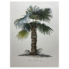Stampa botanica contemporanea italiana dipinta a mano "Butia Capitata", 2 di 4