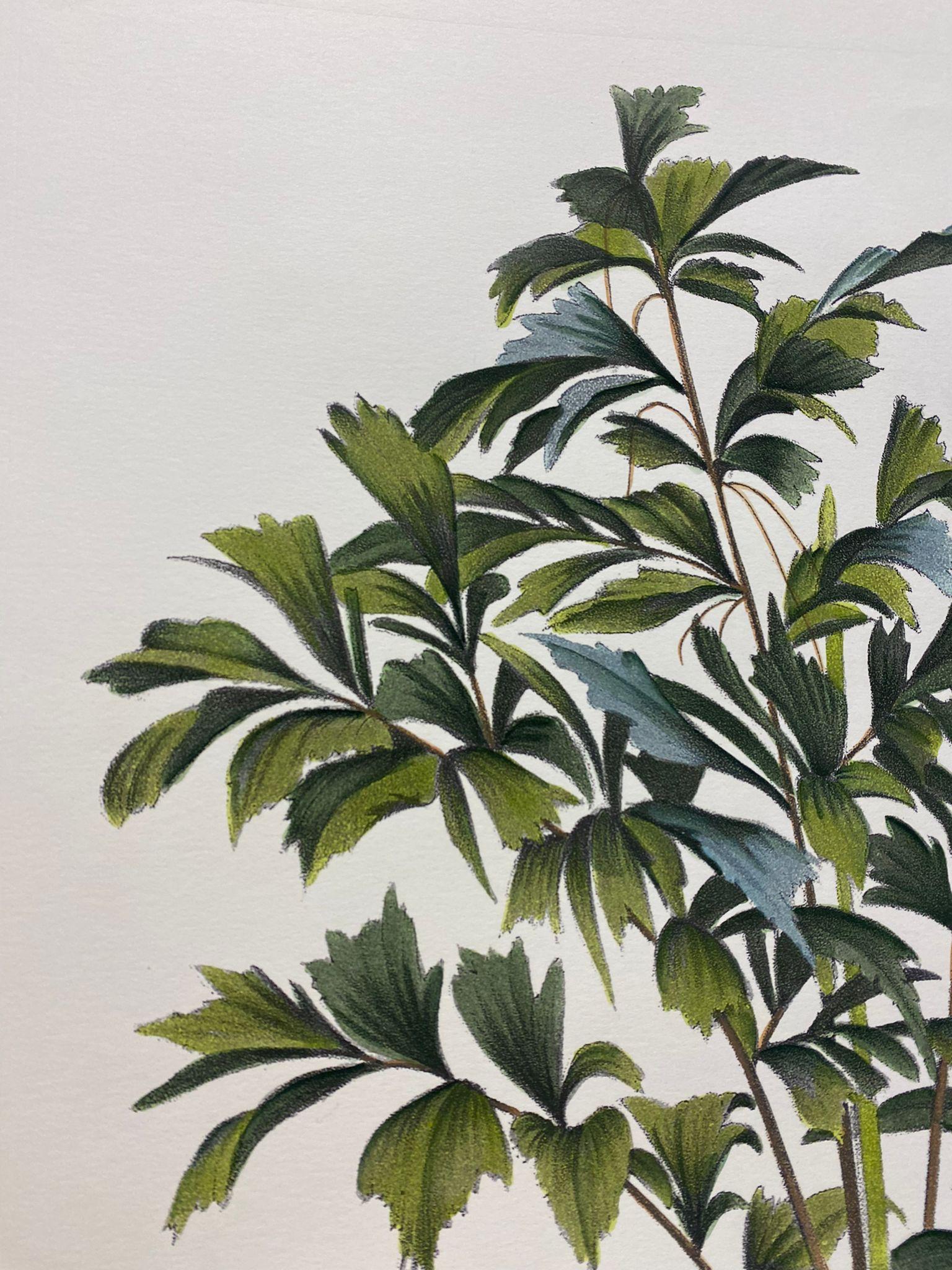 Elegant hand-watercoloured print representing Caryota Sobolifera, of the palms family.

This botanical style print is available in 2 different natural representations to create a bright and joyful composition:
- Martinezia Lindeniana
- Caryota
