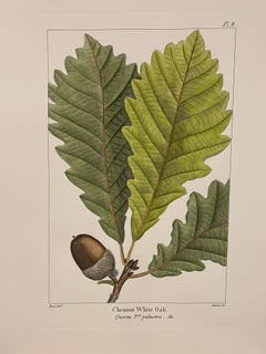Italian Contemporary Hand Painted Botanical Print "Chesnut White Oak" 1 of 4