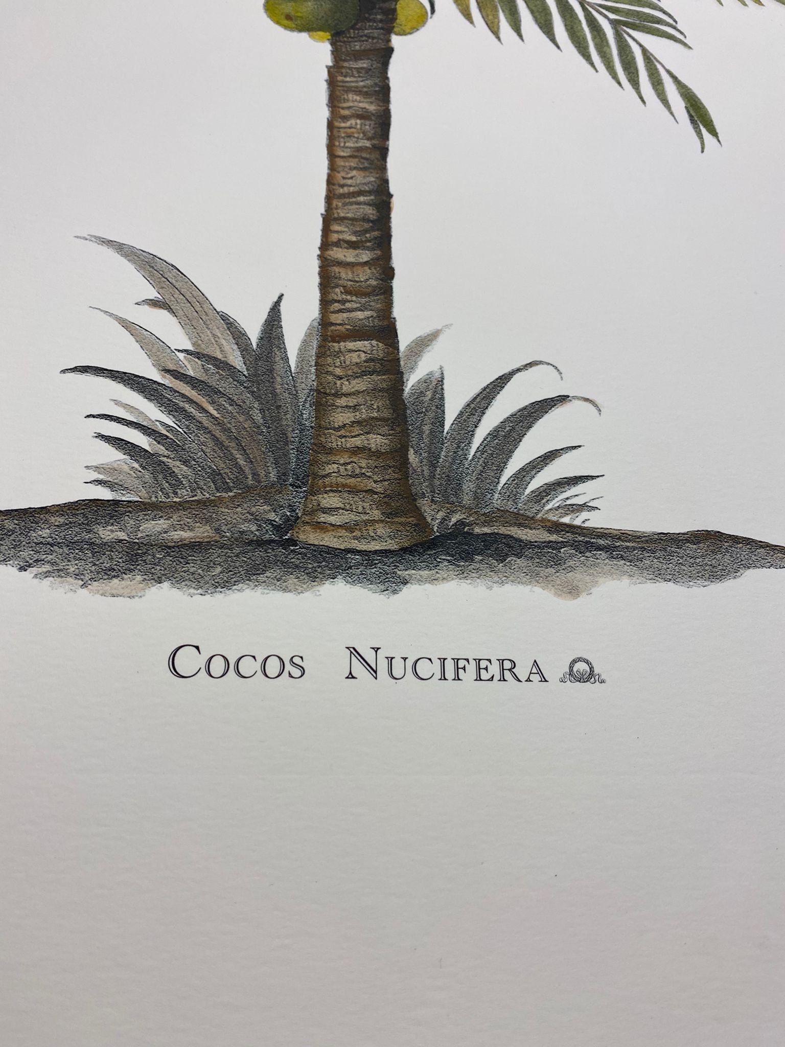 Elegant hand-watercoloured print representing Cocos Nucifera, of the palms family.

This botanical style print is available in 4 different natural representations to create a bright and joyful composition:
- Musa Paradisiaca
- Butia Capitata
-