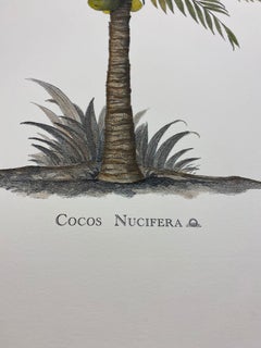 Italian Contemporary Hand Painted Botanical Print "Cocos Nucifera", 4 of 4