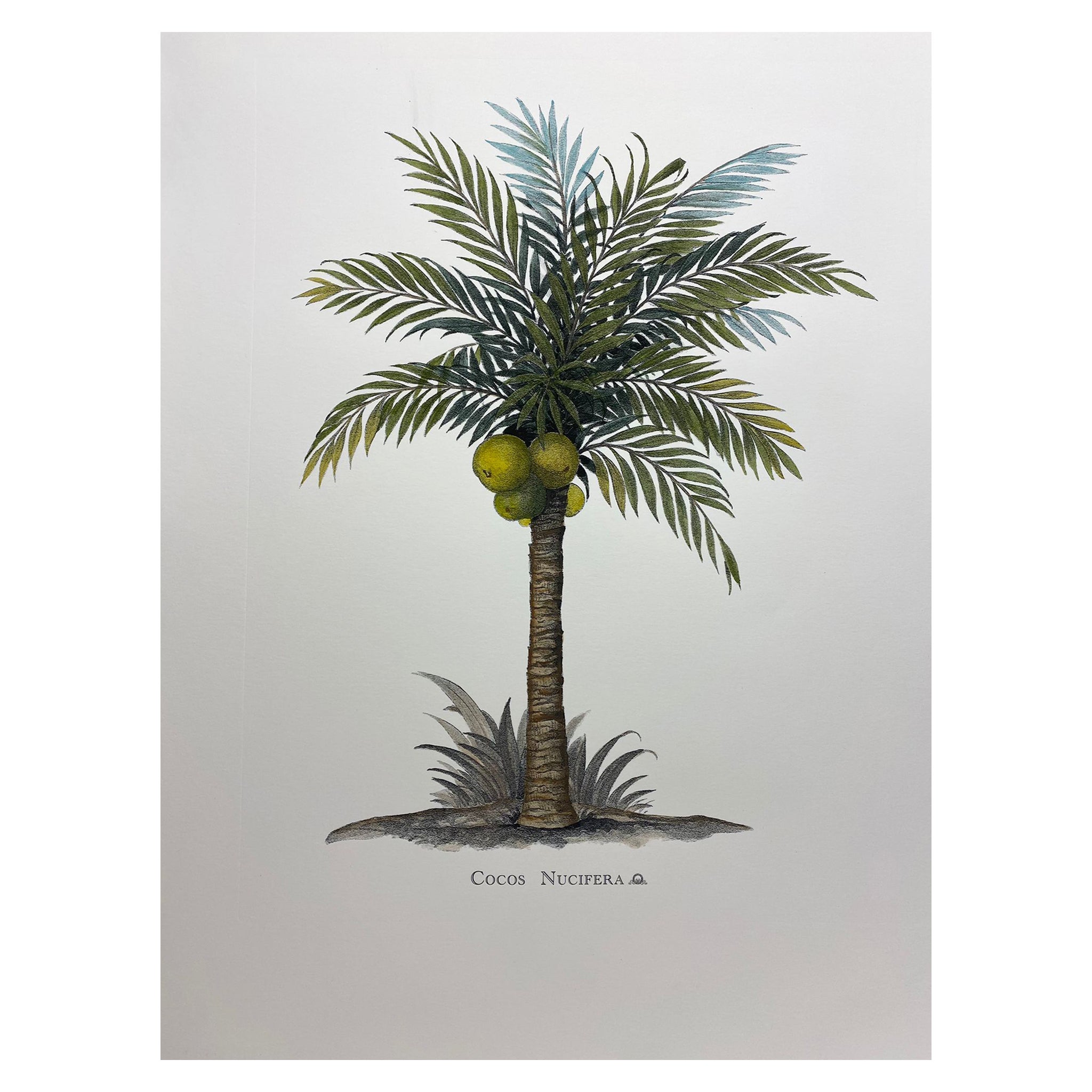 Italian Contemporary Hand Painted Botanical Print "Cocos Nucifera", 4 of 4 For Sale