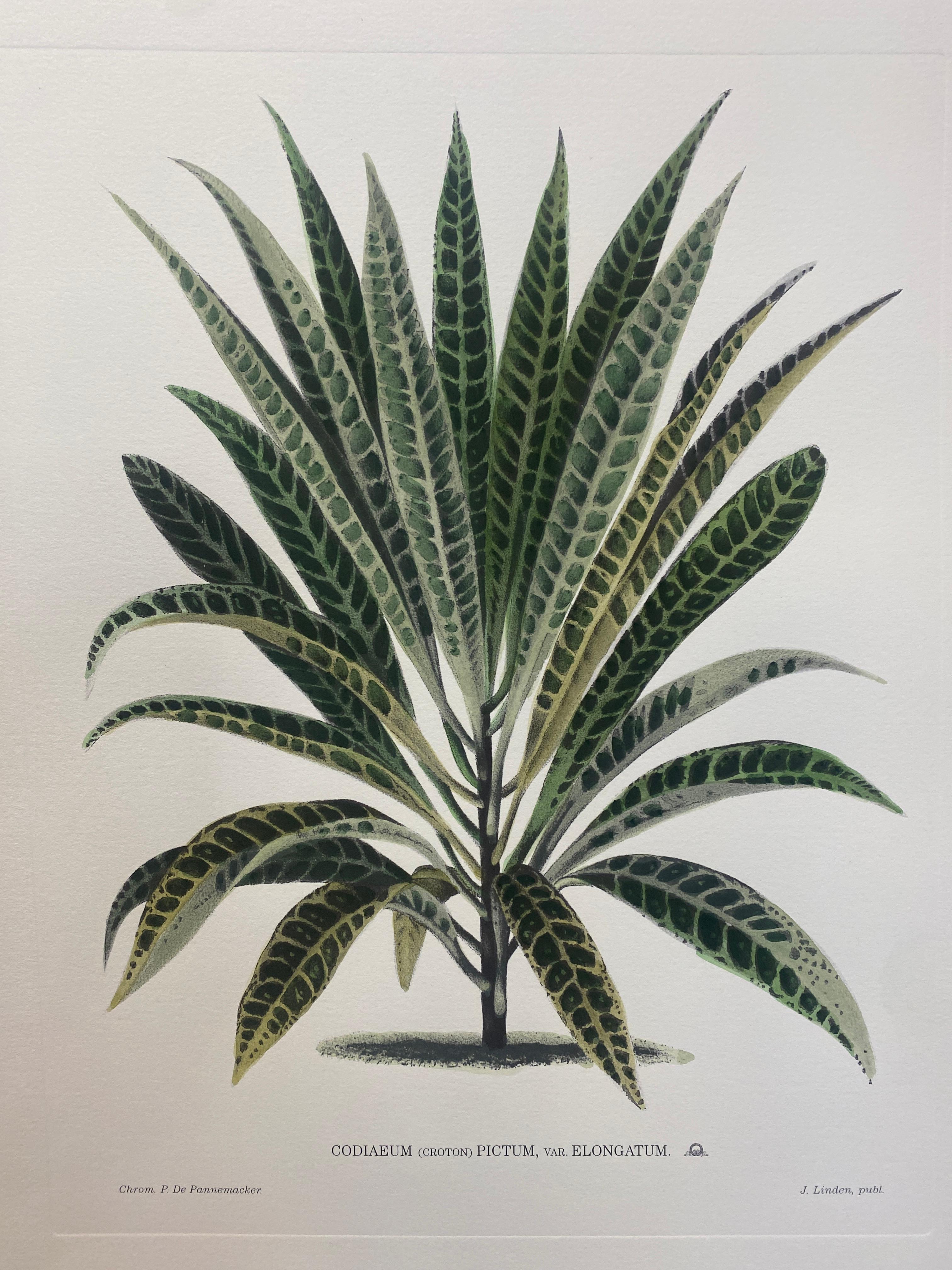 One of six hands watercolored and press printed botanical print.
Each print is entirely printed and colored in Italy by our master craftsmen.
The complete set can be viewed on our page and they are also available with a black wooden frame.
From this