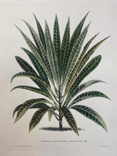 Italian Contemporary Hand Painted Botanical Print "Codiaeum Pictum" 6 of 6