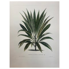 Italian Contemporary Hand Painted Botanical Print "Codiaeum Pictum" 6 of 6