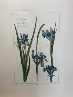 Italienischer Contemporary Hand Painted Botanical Print "Iris"