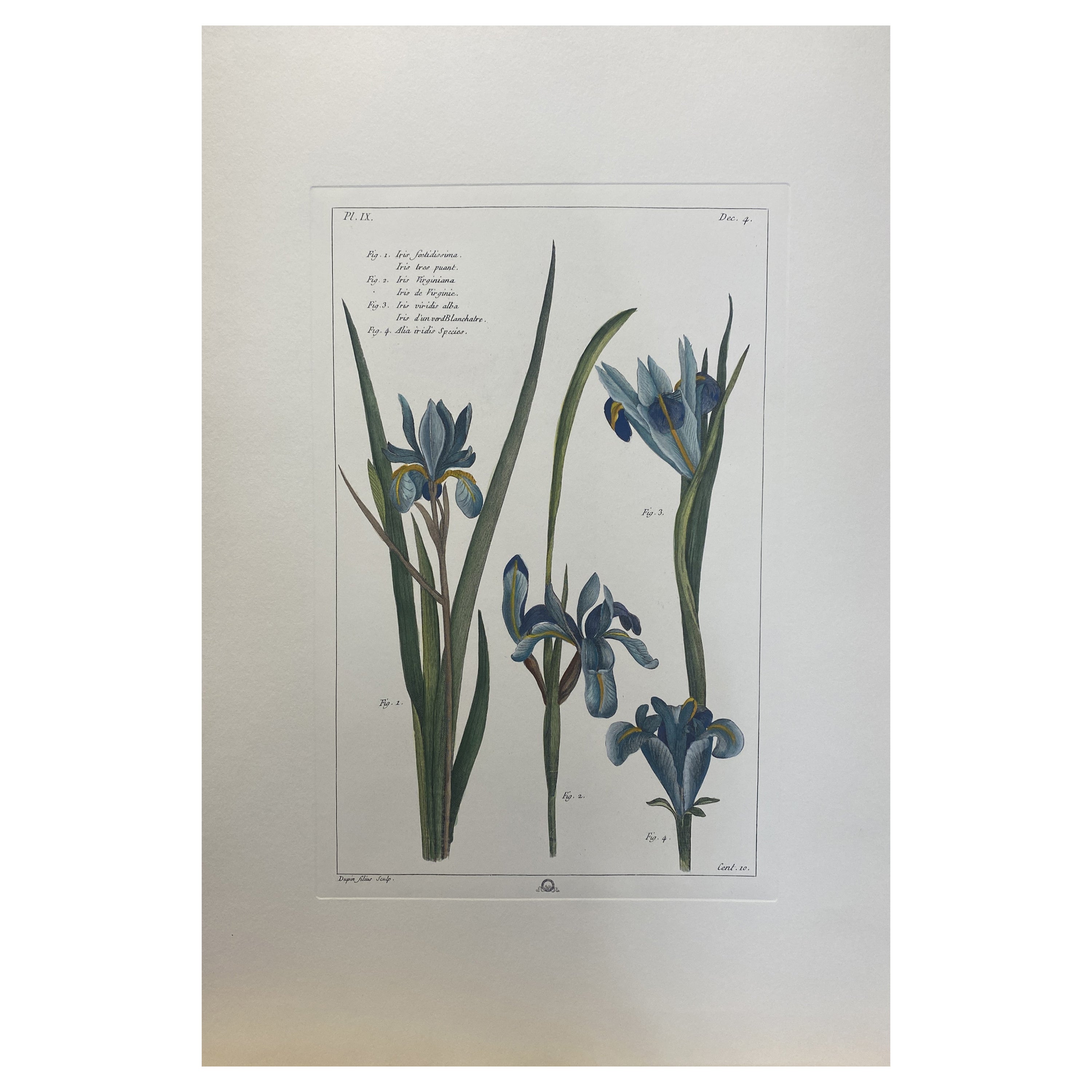 Italian Contemporary Hand Painted Botanical Print "Iris"