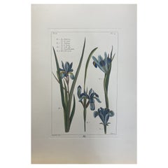 Italian Contemporary Hand Painted Botanical Print "Iris"