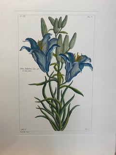Gravure botanique italienne contemporaine peinte à la main "Lilium Bulbiferum"