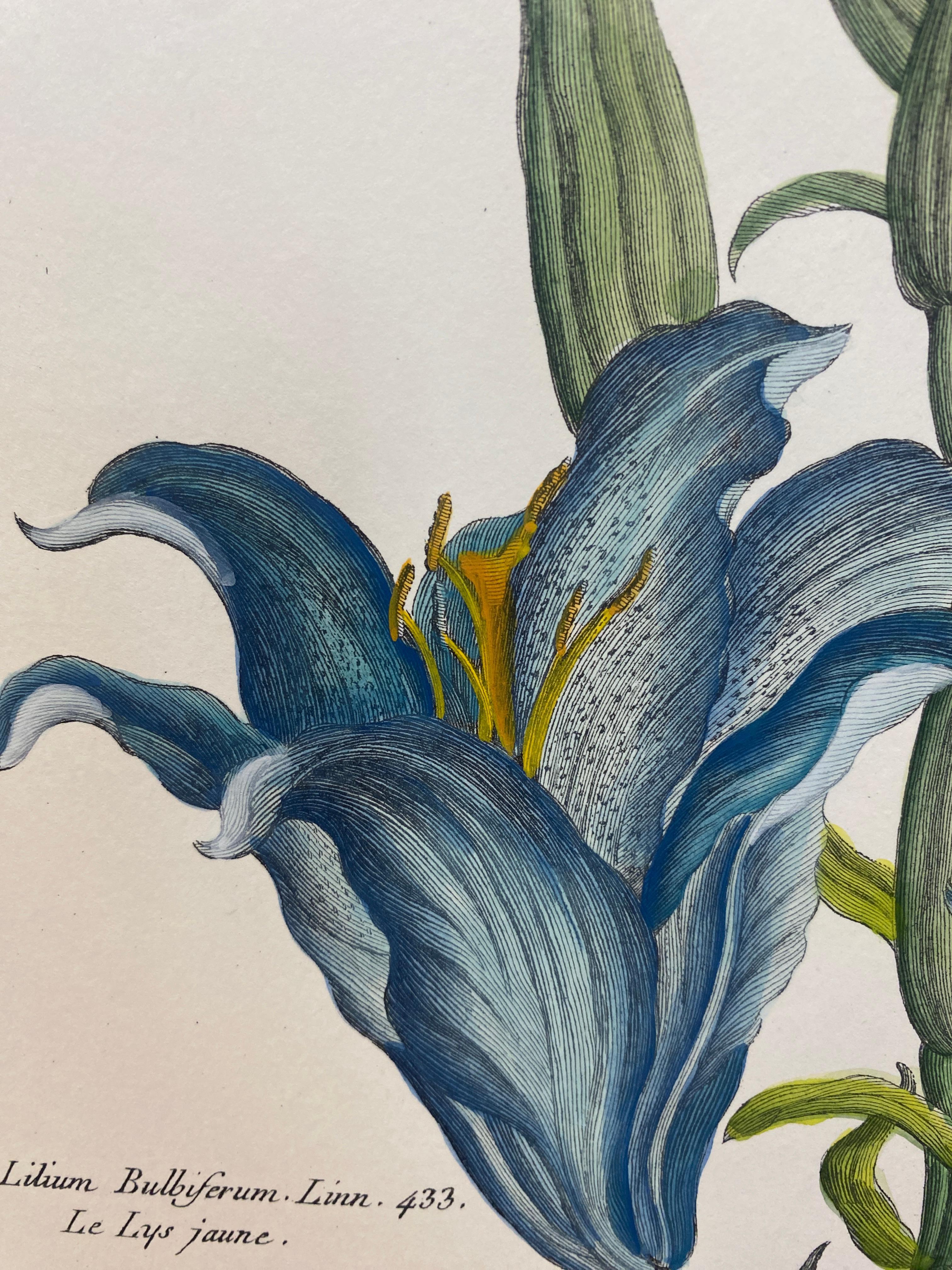 XXIe siècle et contemporain Gravure botanique italienne contemporaine peinte à la main 