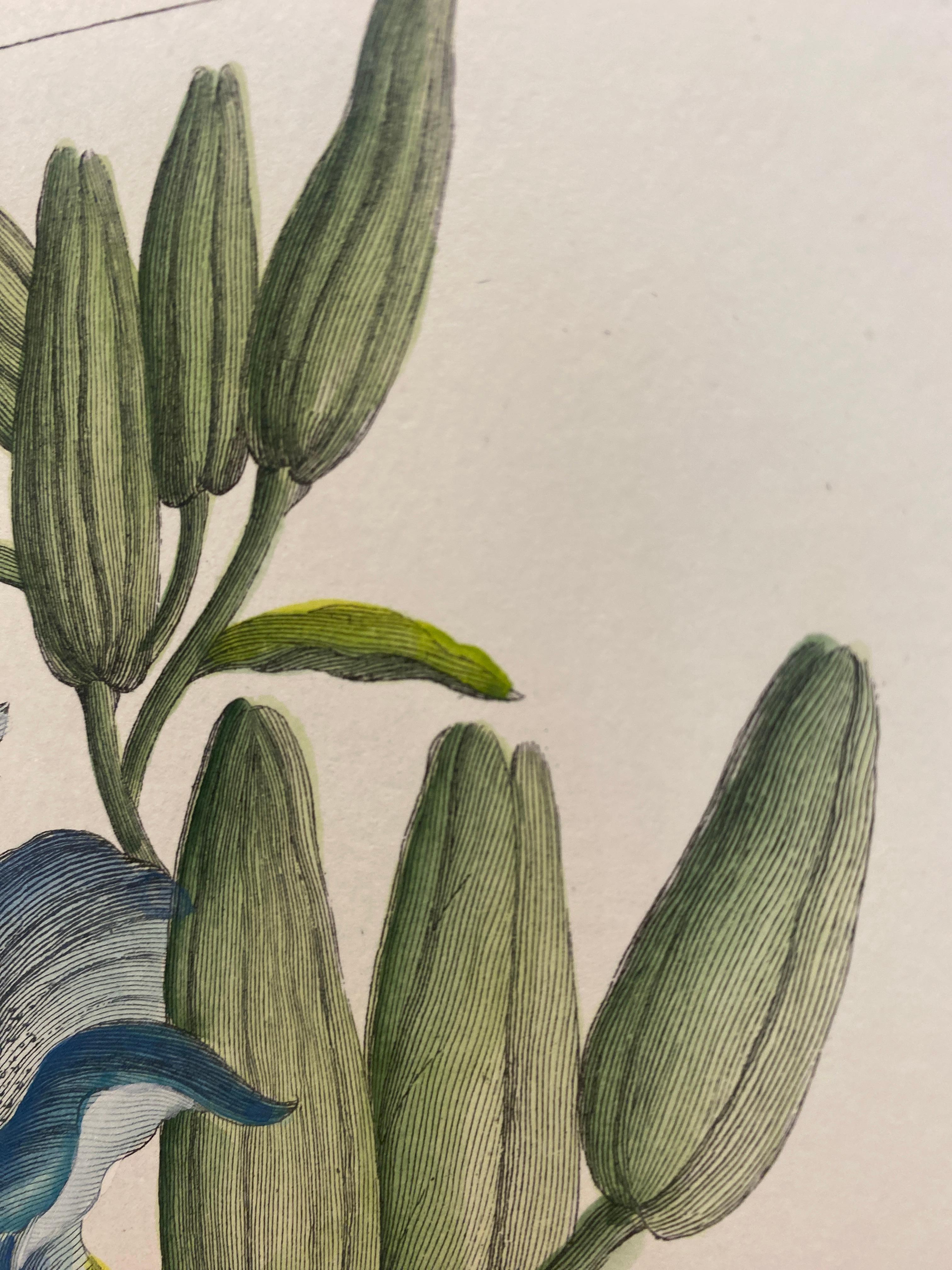 Papier Gravure botanique italienne contemporaine peinte à la main 