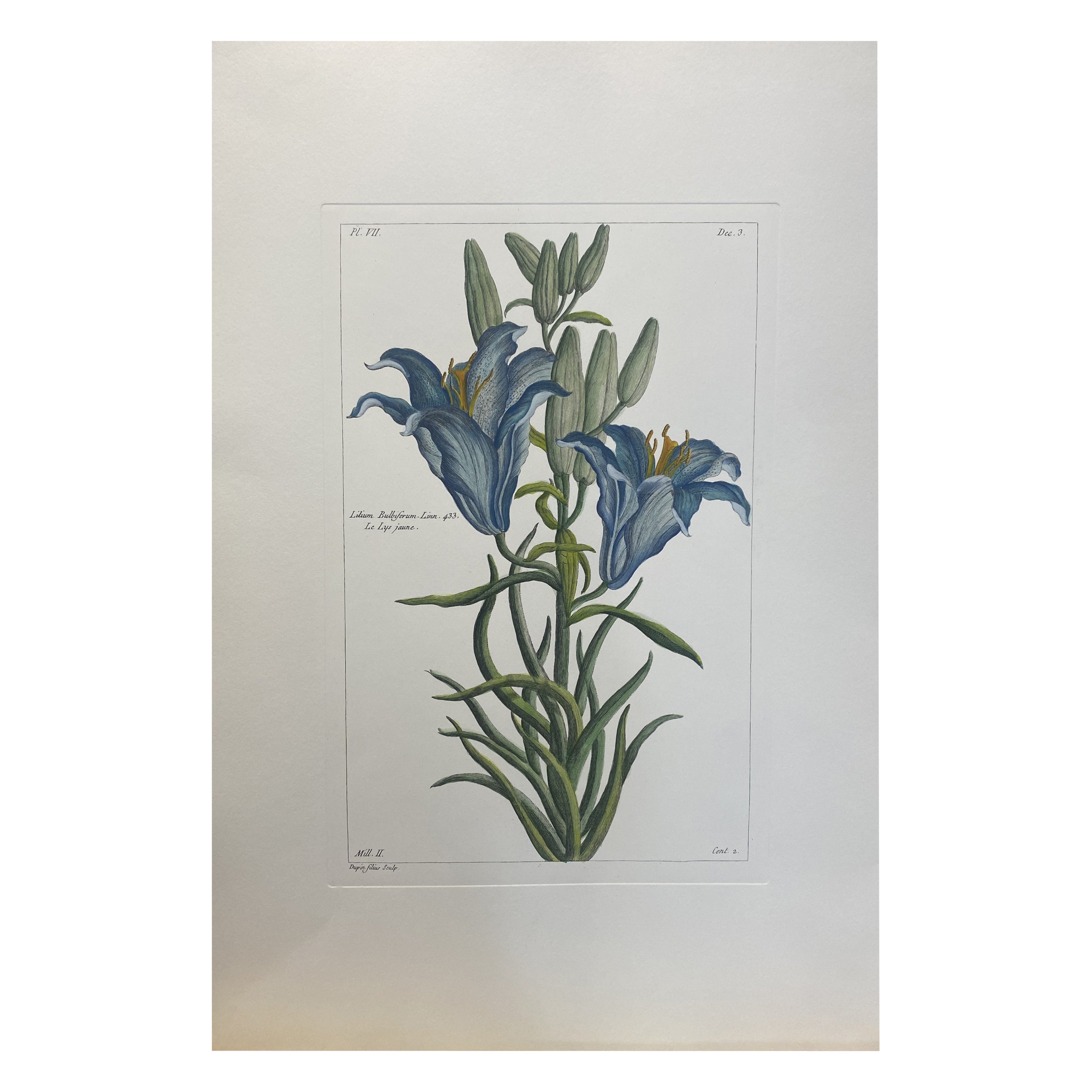 Italienischer Contemporary Hand Painted Botanical Print "Lilium Bulbiferum"