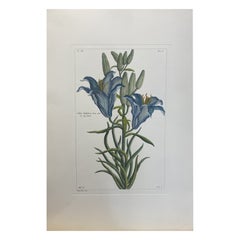 Italian Contemporary Hand Painted Botanical Print "Lilium Bulbiferum"