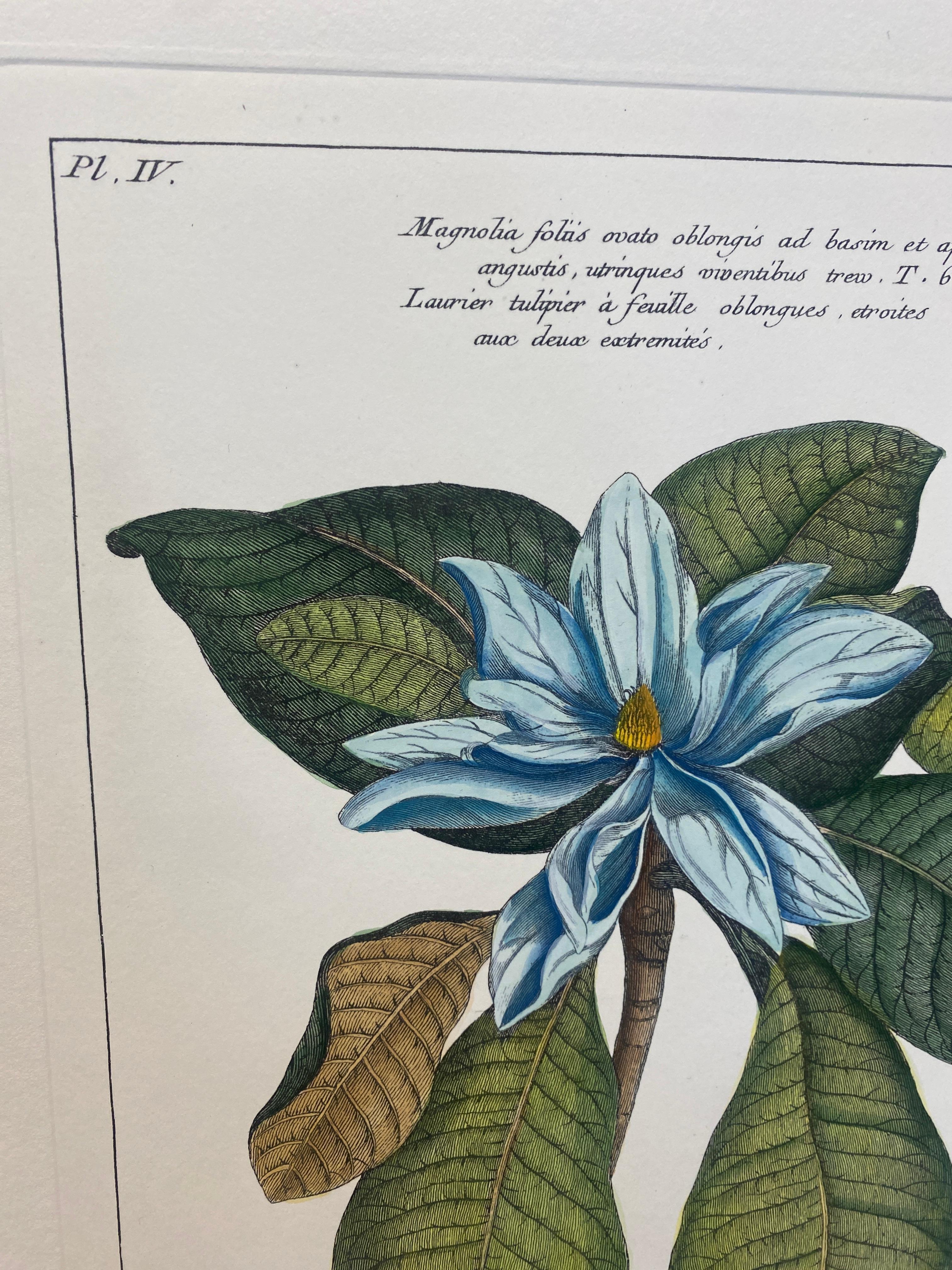 Gravure botanique italienne contemporaine peinte à la main 