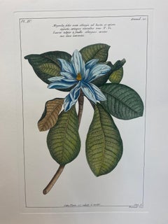 Gravure botanique italienne contemporaine peinte à la main "Magnolia"