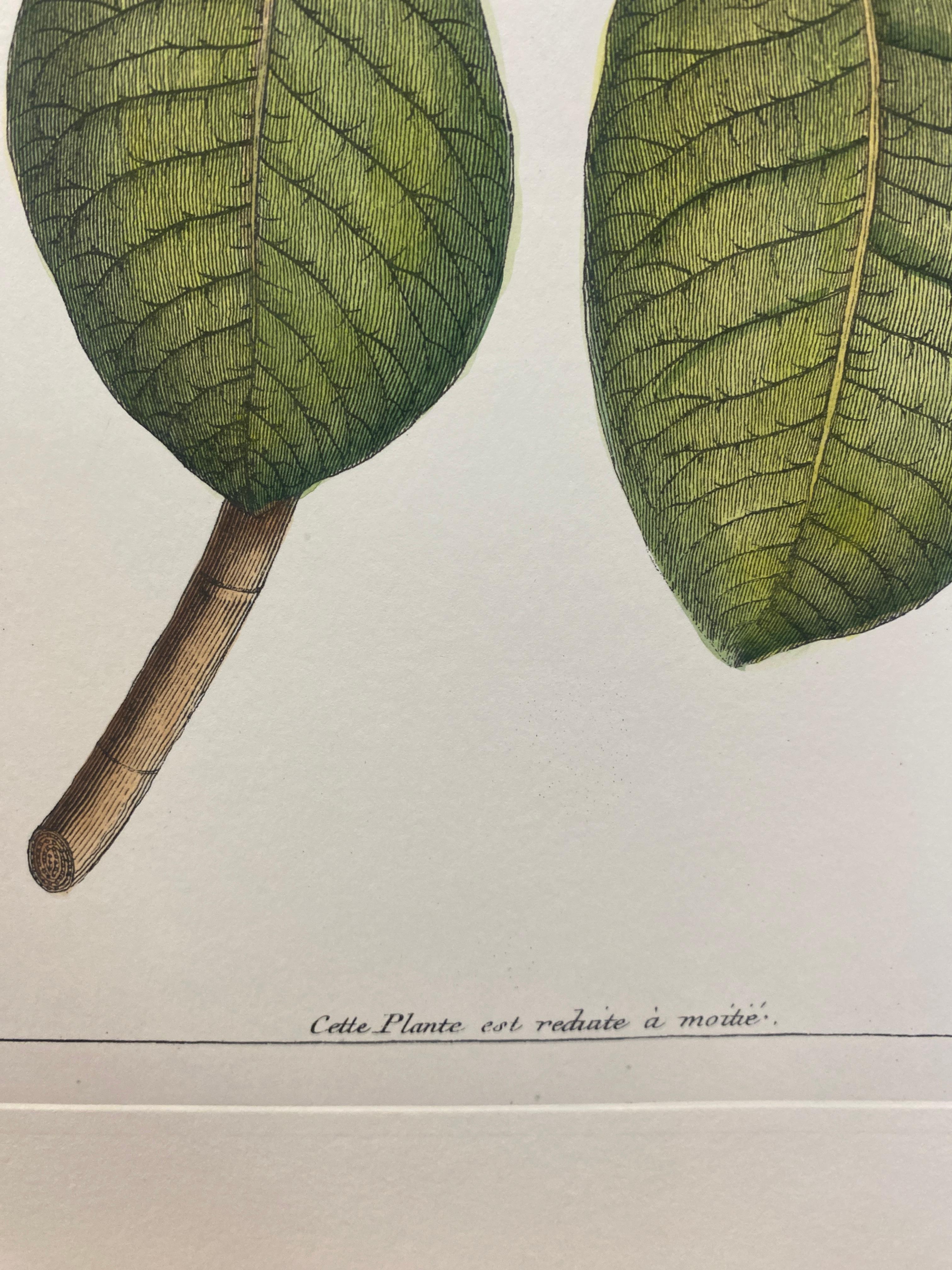Italian Contemporary Hand Painted Botanical Print 