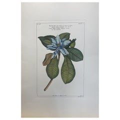 Gravure botanique italienne contemporaine peinte à la main "Magnolia"