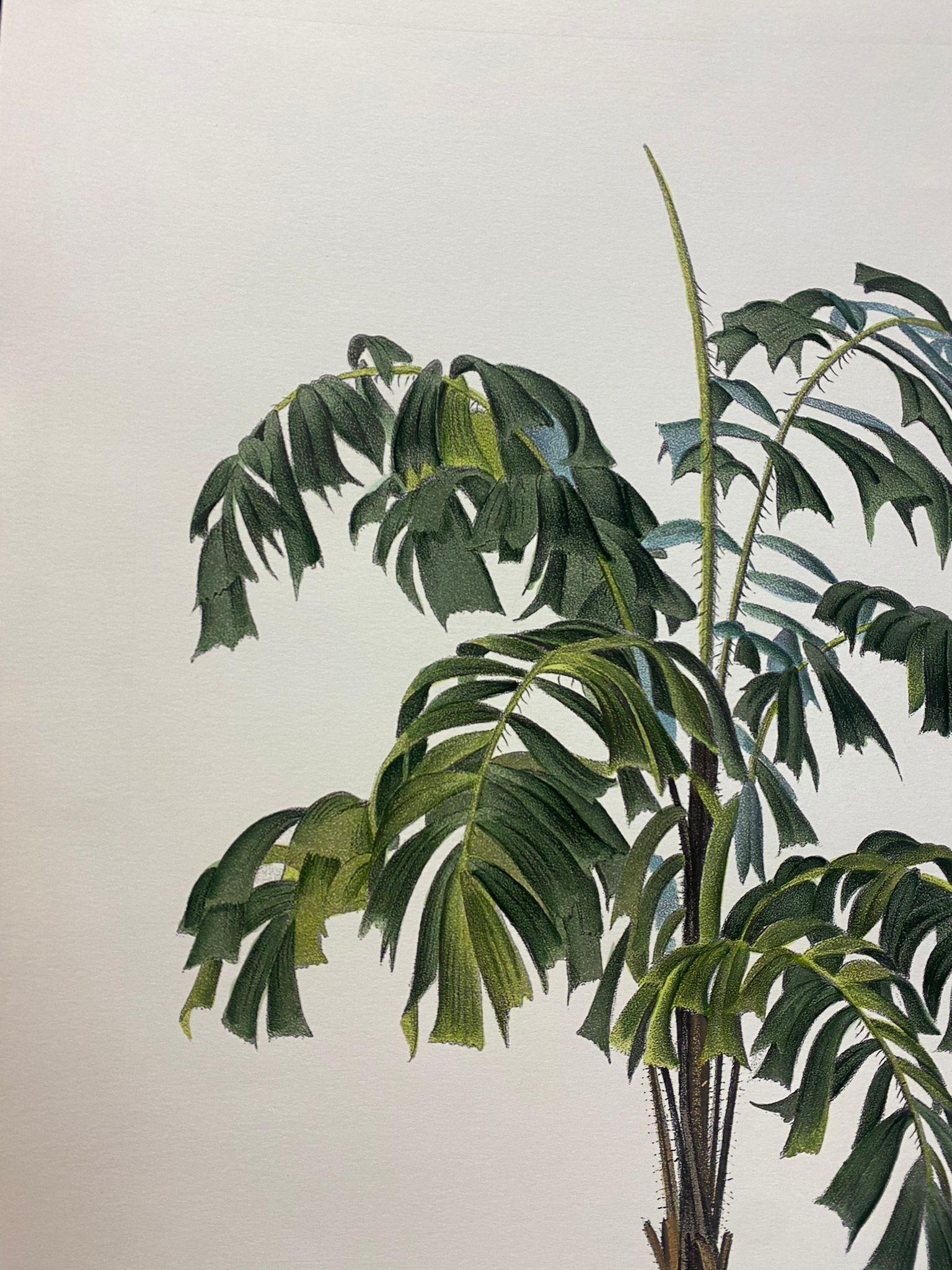 Elegant hand-watercoloured print representing Martinezia Lindeniana, of the palms family.

This botanical style print is available in 2 different natural representations to create a bright and joyful composition:
- Martinezia Lindeniana
- Caryota