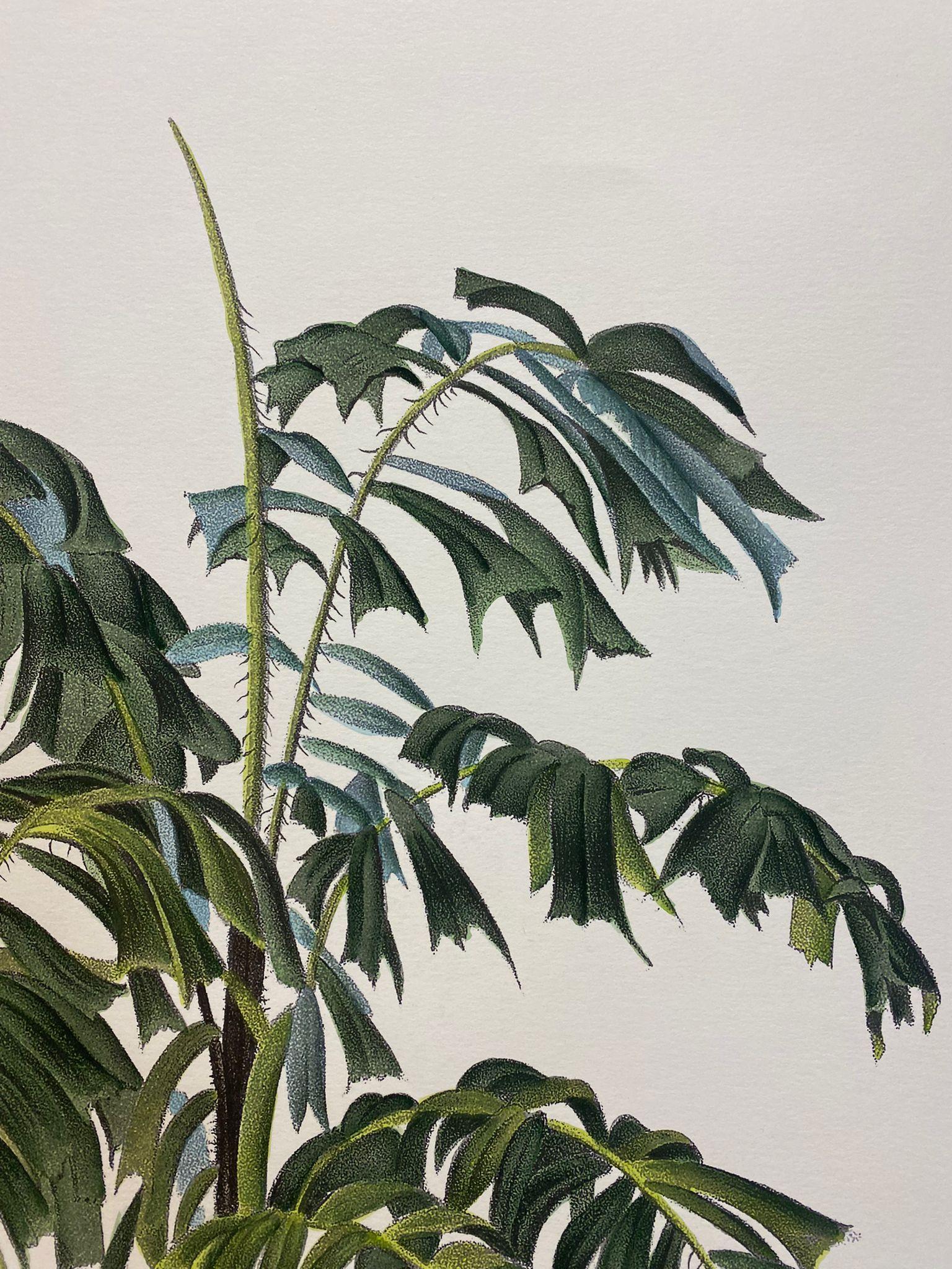 Estampa Botánica Contemporánea Italiana Pintada a Mano 