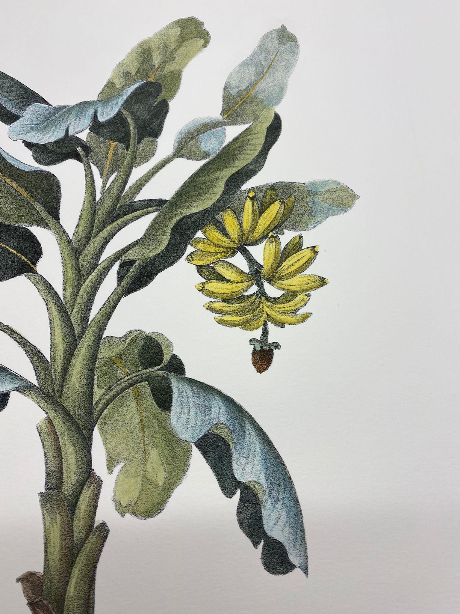 Eleganter handaquarellierter Druck, der Musa Paradisiaca aus der Familie der Bananengewächse darstellt

Dieser Druck im botanischen Stil ist in 4 verschiedenen natürlichen Darstellungen erhältlich, um eine helle und fröhliche Komposition zu