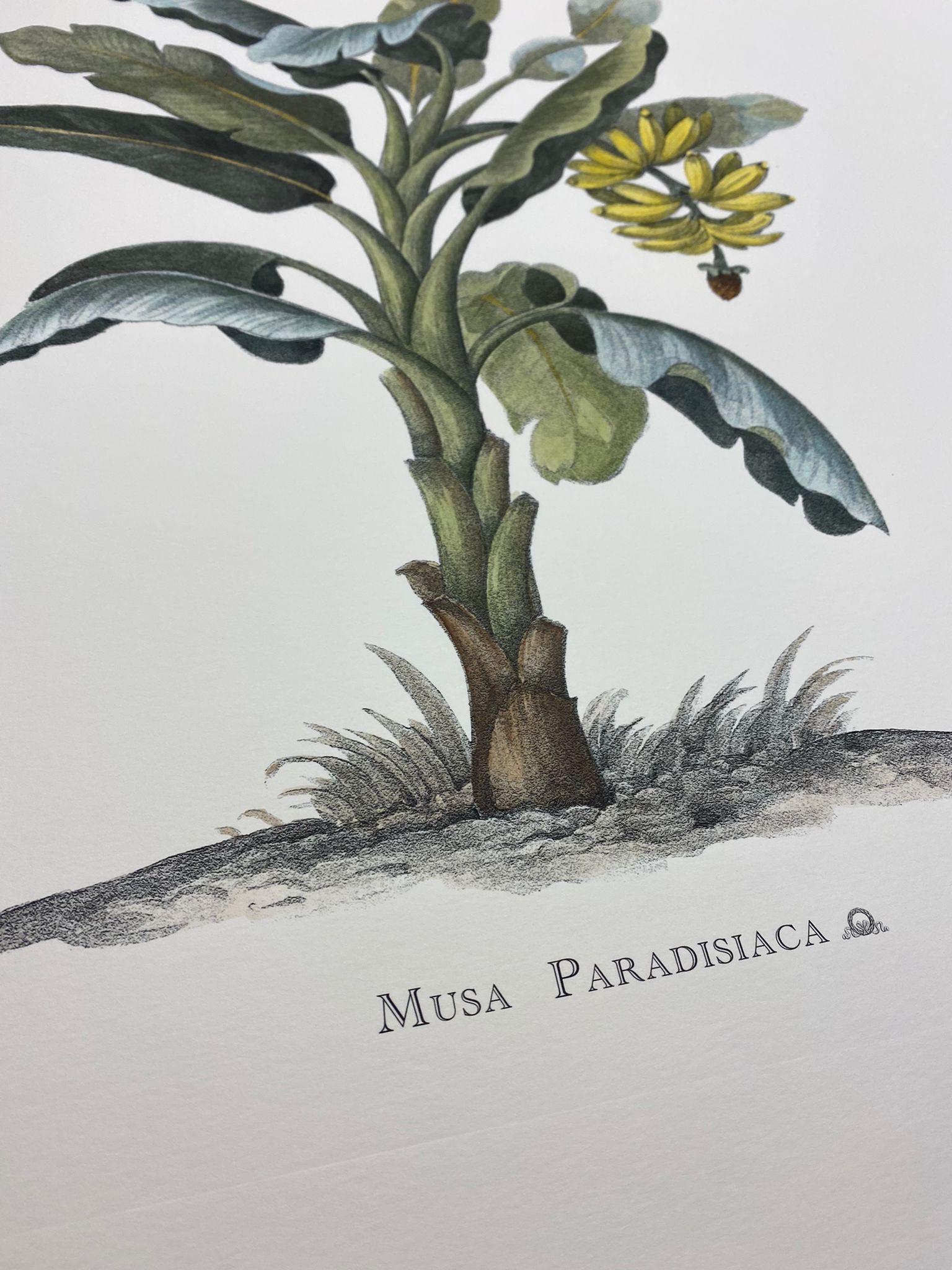 musa × paradisiaca