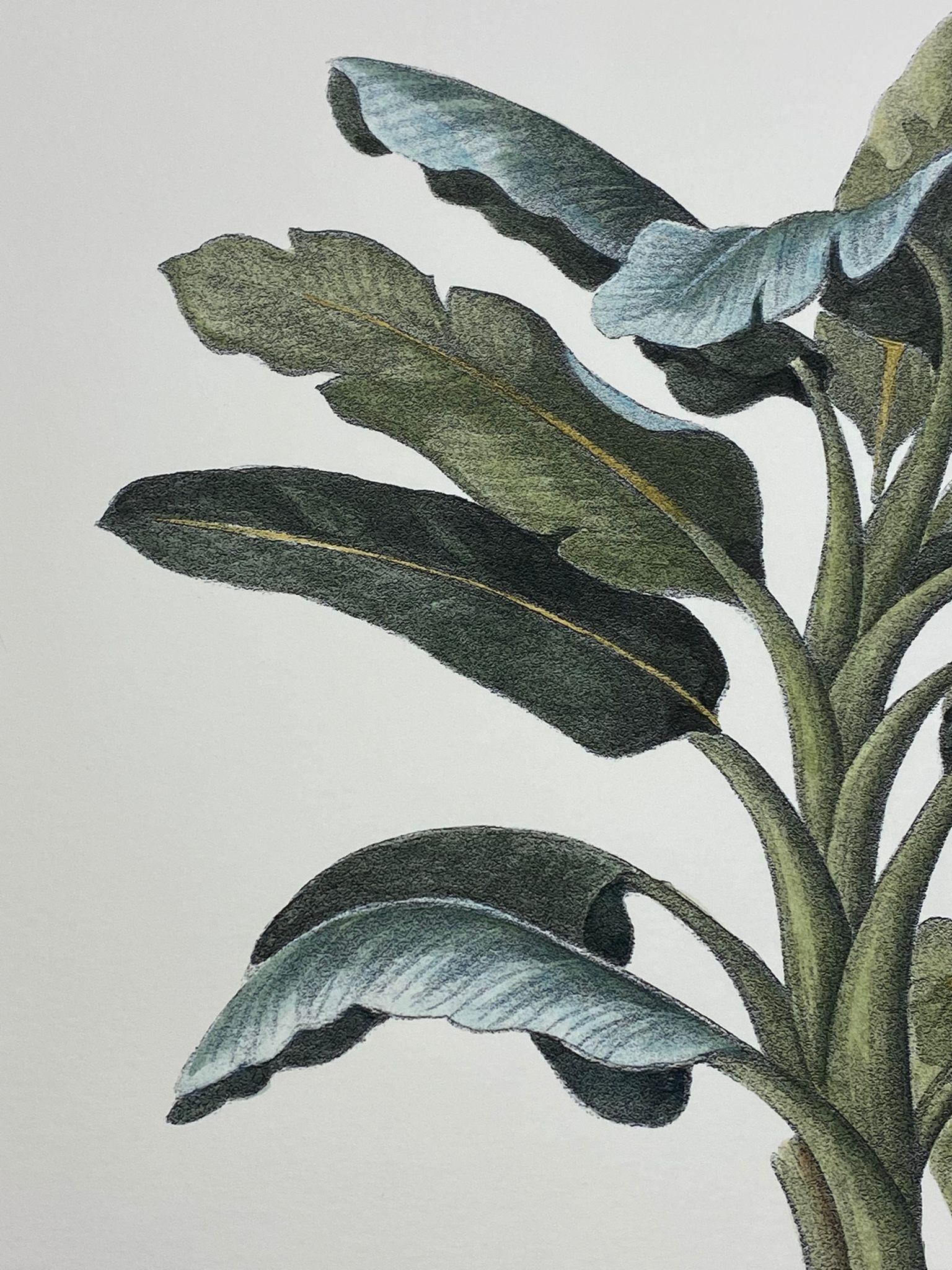 Italienischer zeitgenössischer handbemalter botanischer Druck „Musa Paradisiaca“, 1 von 4 im Zustand „Neu“ im Angebot in Scandicci, Florence