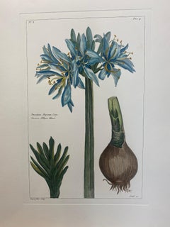 Italienischer zeitgenössischer handgemalter botanischer Druck "Narcissè d'Illyrie Liliaceè"